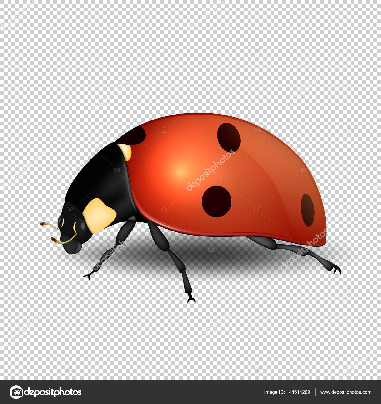 Blank Ladybug Template | Vector Close Up Realistic Ladybug In Blank Ladybug Template
