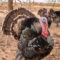 Turkey Bird 5 Blank Template – Imgflip Intended For Blank Turkey Template